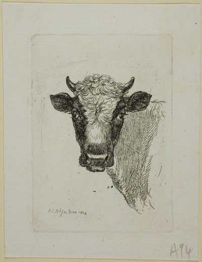 Leder af en ung tyr fra Die Zweite Thiernahme af Johann Christian Reinhart