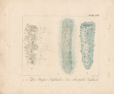  af Johann Christoph Bock