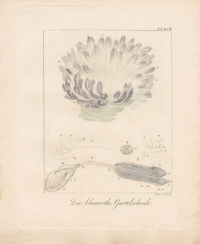  af Johann Christoph Bock