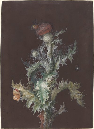 Tidsel med insekter af Johann Christoph Dietzsch