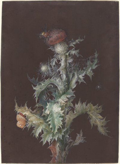 Tidsel med insekter, ca. 1755. af Johann Christoph Dietzsch