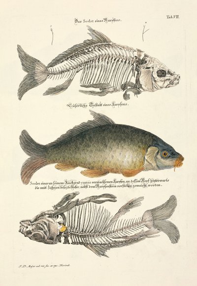  af Johann Daniel Meyer