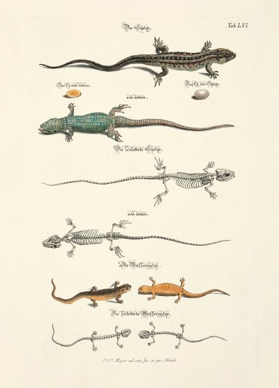  af Johann Daniel Meyer