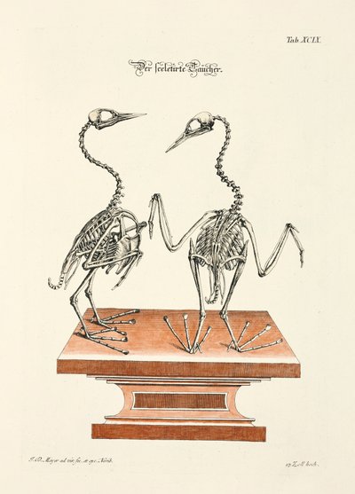  af Johann Daniel Meyer