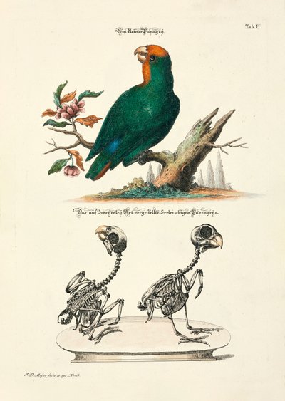  af Johann Daniel Meyer