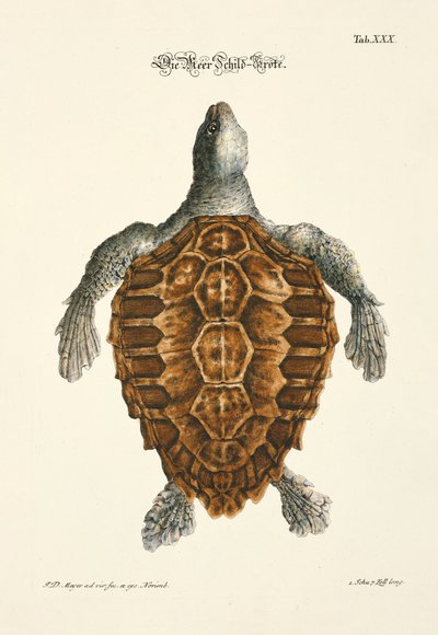  af Johann Daniel Meyer