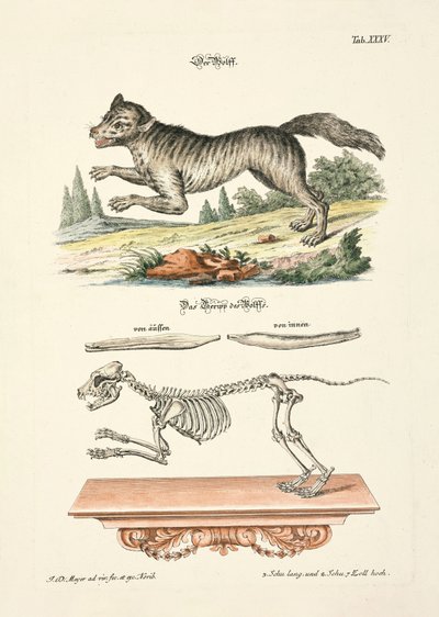  af Johann Daniel Meyer