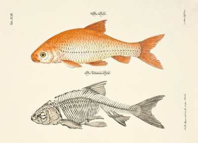  af Johann Daniel Meyer