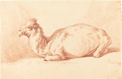En Dromedar af Johann Elias Ridinger