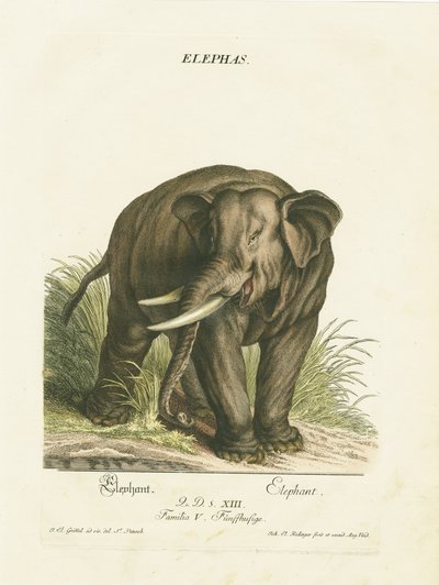 Asiatisk elefant i sit naturlige habitat af Johann Elias Ridinger