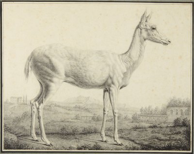 Hjort af Johann Elias Ridinger