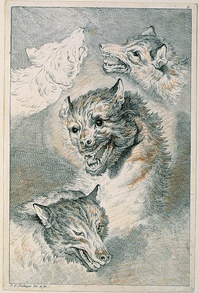 Fire ulvehoveder af Johann Elias Ridinger