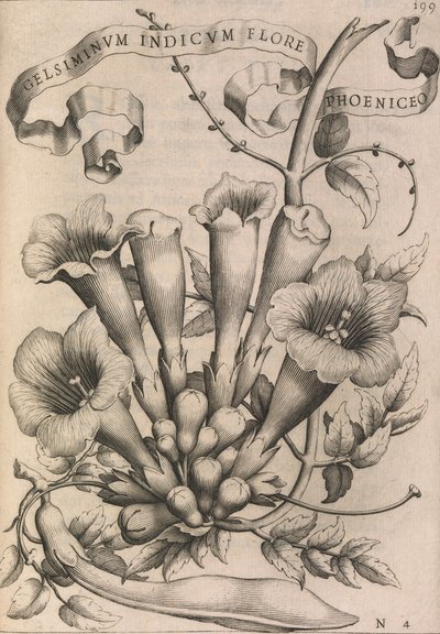 Gelsiminvm indicvm flore fønikisk, 1633. af Johann Friedrich Greuter