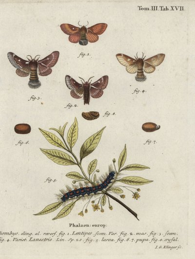 Østlig æg og små ægmøl. af Johann Georg Klinger