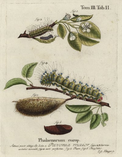 Kejsermøl, Saturnia pavonia, larve, puppe, chrysalis. af Johann Georg Klinger