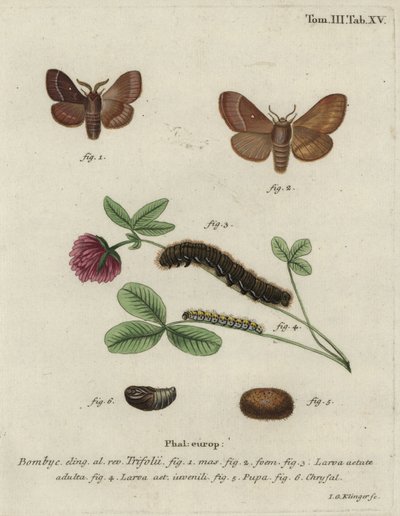 Græsæg, Lasiocampa trifolii. af Johann Georg Klinger