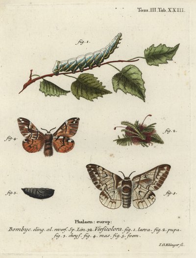 Kentish herlighed, Endromis versicolora. af Johann Georg Klinger