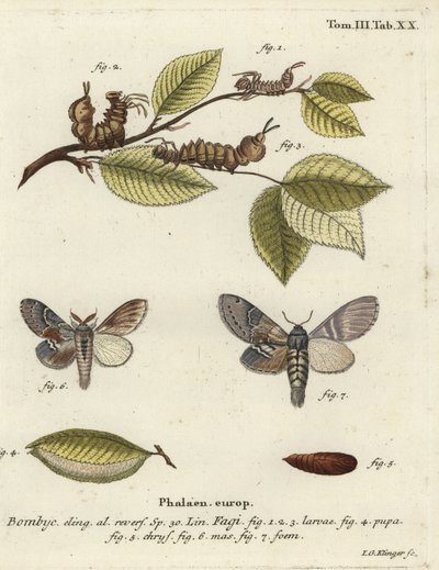 Hummermøl, Stauropus fagi. af Johann Georg Klinger