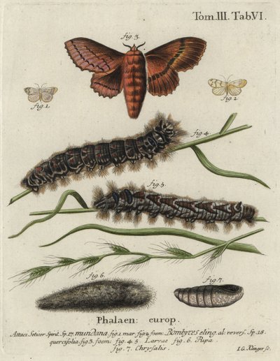 Muslin-fodmand og egeægermøl. af Johann Georg Klinger