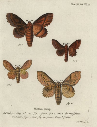 Egeæg og poppellapmøl. af Johann Georg Klinger