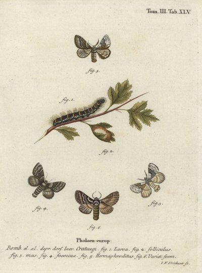 Bleg eg Egger, Trichiura categii. af Johann Georg Klinger