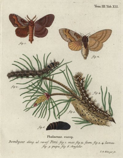 Fyrretræ lappet, Dendrolimus pini. af Johann Georg Klinger