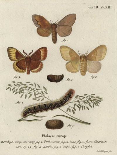 Fyrretræ lappet og ege ægger møl. af Johann Georg Klinger