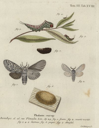 Pusmøl, Cerura vinula. af Johann Georg Klinger