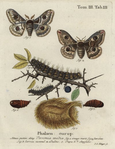 Sloe kejsermøl, Saturnia spini. af Johann Georg Klinger