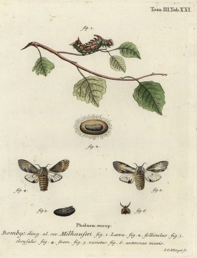 Gulbrun fremtrædende møl, Harpyia milhauseri. af Johann Georg Klinger
