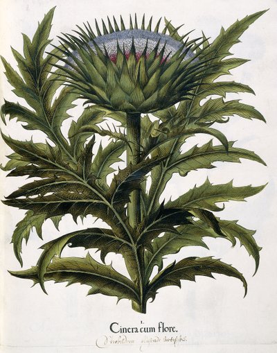 Cinera Cum Flore, 1613 af Johann Georg Ziesenis