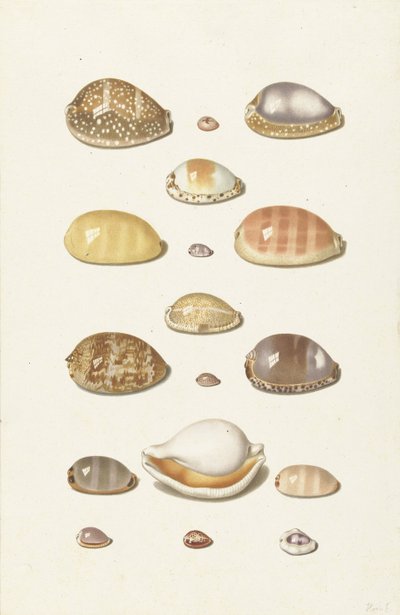 Cowry Shells af Johann Gustav Hoch
