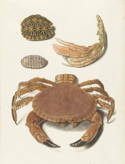 En krabbe, krabbesaks og to skildpaddeskaller af Johann Gustav Hoch