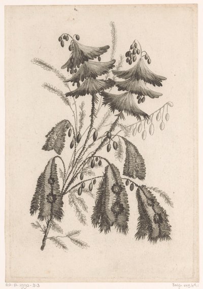 Parasolagtige bloemen Samling af nye smagsblomster; Til Manufacture des Etoffes de Perse (serietitel) af Johann Heinrich  Hess