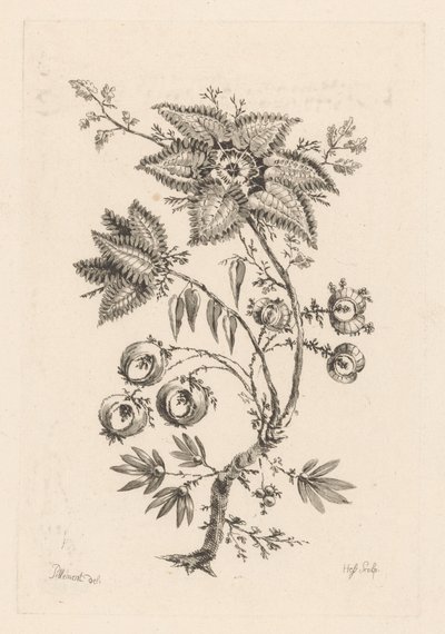stjerneformede blomster Fleures Baroques (serietitel) af Johann Heinrich  Hess