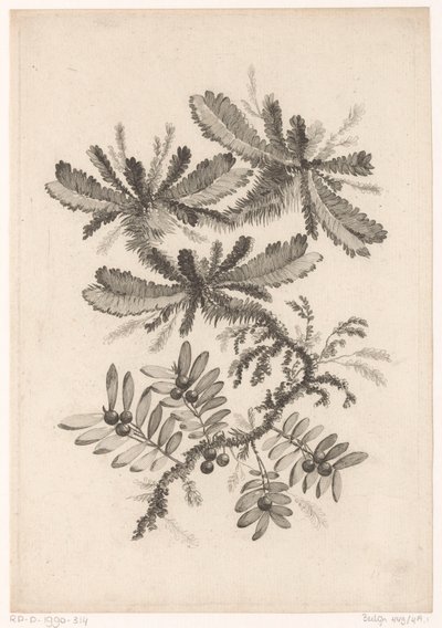 Takken mødte bessen Samling af nye smagsblomster; Til Manufacture des Etoffes de Perse (serietitel) af Johann Heinrich  Hess