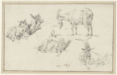 Studier af en ged af Johann Heinrich Roos (possibly)