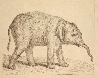 Elefant (ætsning) af Johann Heinrich Wilhelm Tischbein