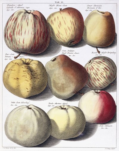 Various apples, 1758dani af Johann Hermann Knoop