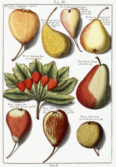 Various pear species, 1760-1766dani af Johann Hermann Knoop