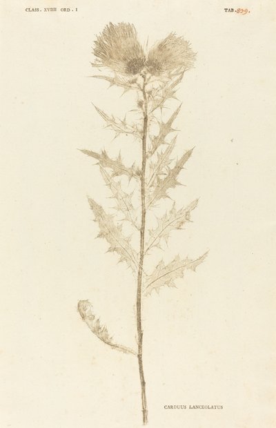 Tidsel lancetformet af Johann Hieronymus Kniphof
