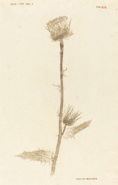 Marianus Cardus af Johann Hieronymus Kniphof
