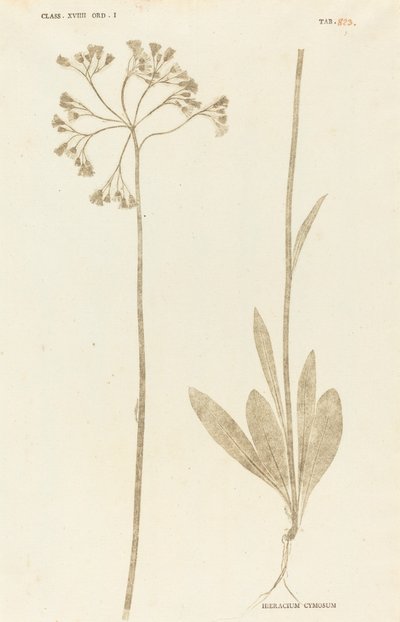 Hieracium Cymosum af Johann Hieronymus Kniphof