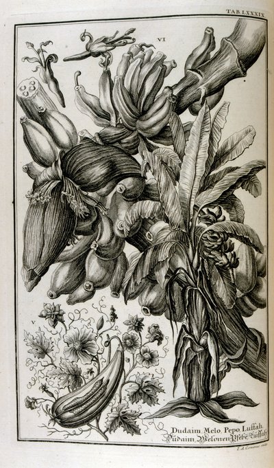 Bibelske planter og frugter inklusive mandrake og melon af Johann Jakob Scheuchzer