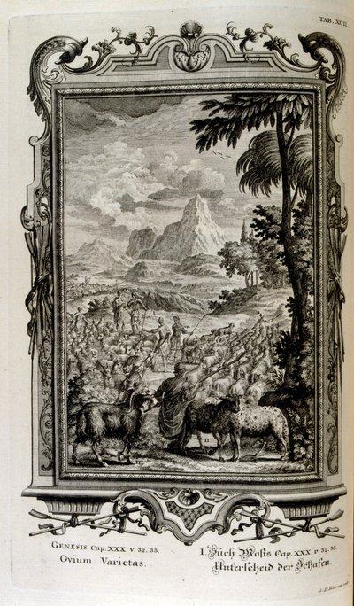 Bibelske sorter af får af Johann Jakob Scheuchzer