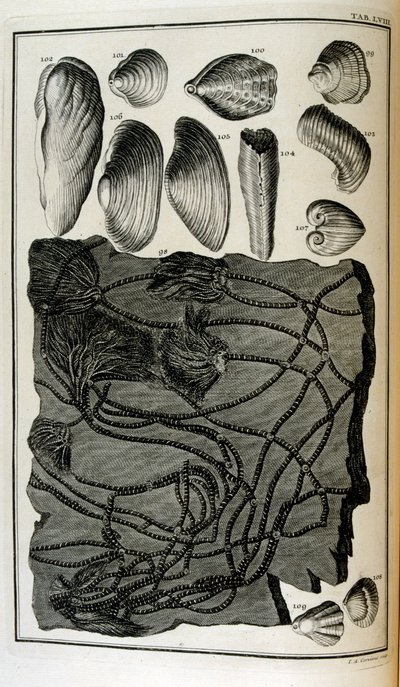 Fossiliserede knogler repræsenterede dyr, der blev ødelagt af den store bibelske oversvømmelse af Johann Jakob Scheuchzer