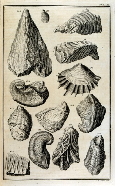 Fossiliserede rester af skaller repræsenterede dyr ødelagt af den store bibelske oversvømmelse af Johann Jakob Scheuchzer