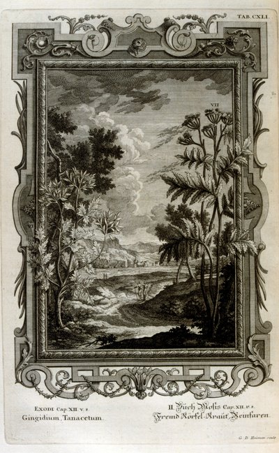 Illustration af Johann Jakob Scheuchzer