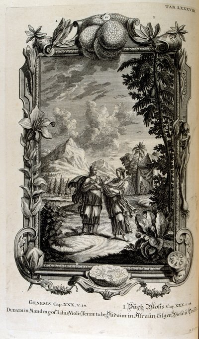 Mandragora plante. Det er ofte kendt som mandrake af Johann Jakob Scheuchzer