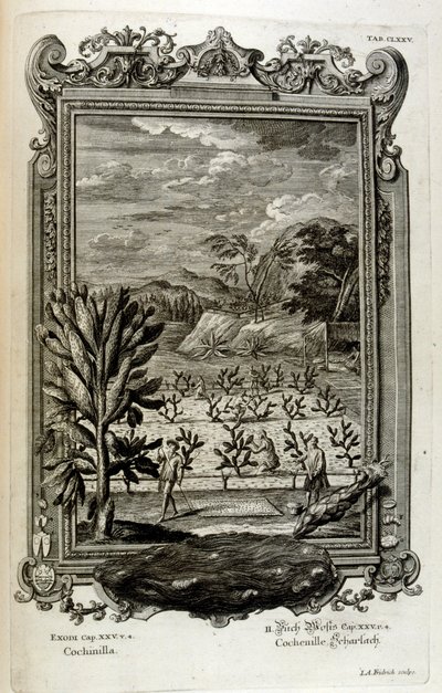 dyrke kaktus af Johann Jakob Scheuchzer
